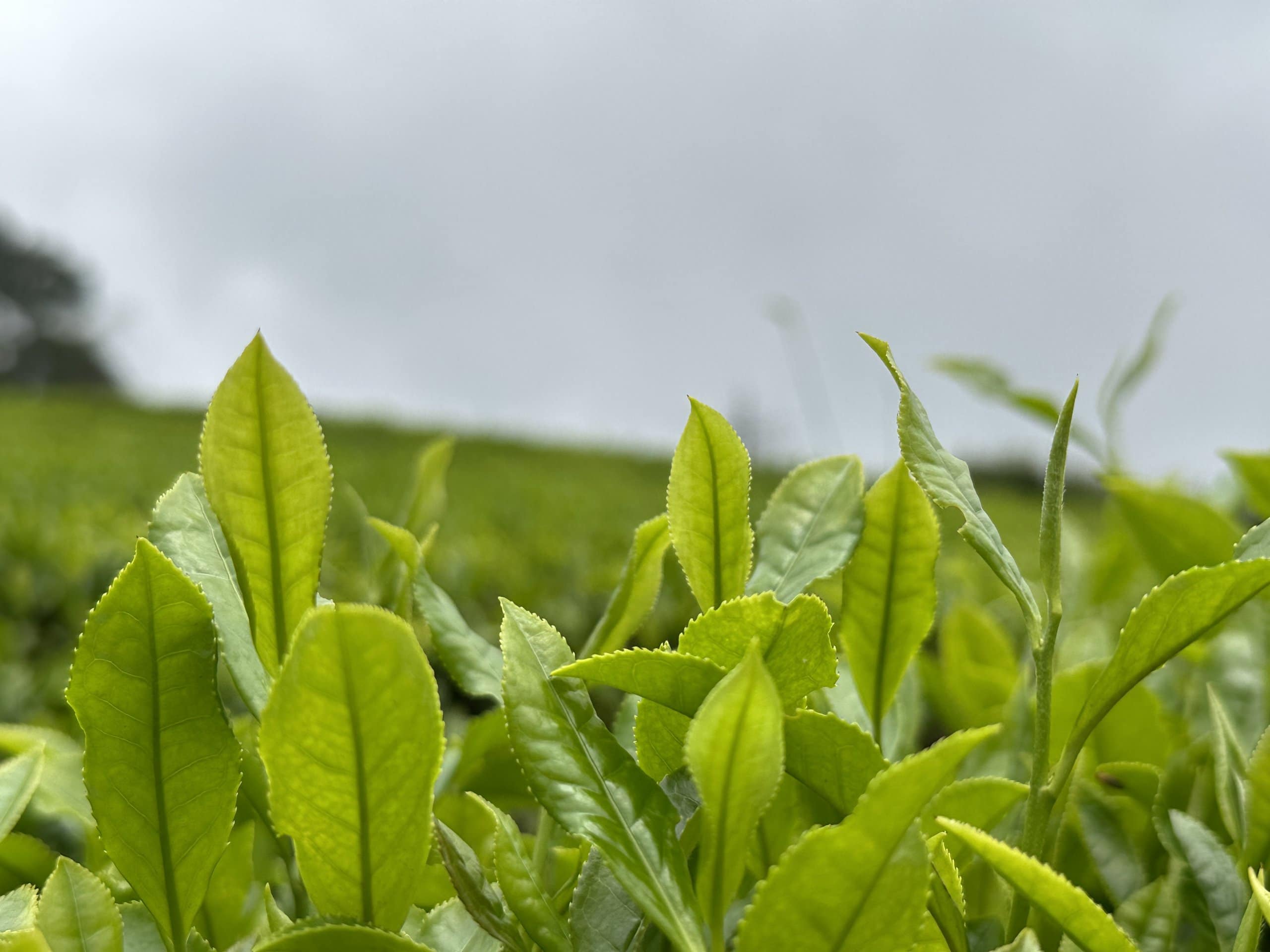 Org Matcha Tea Leaves