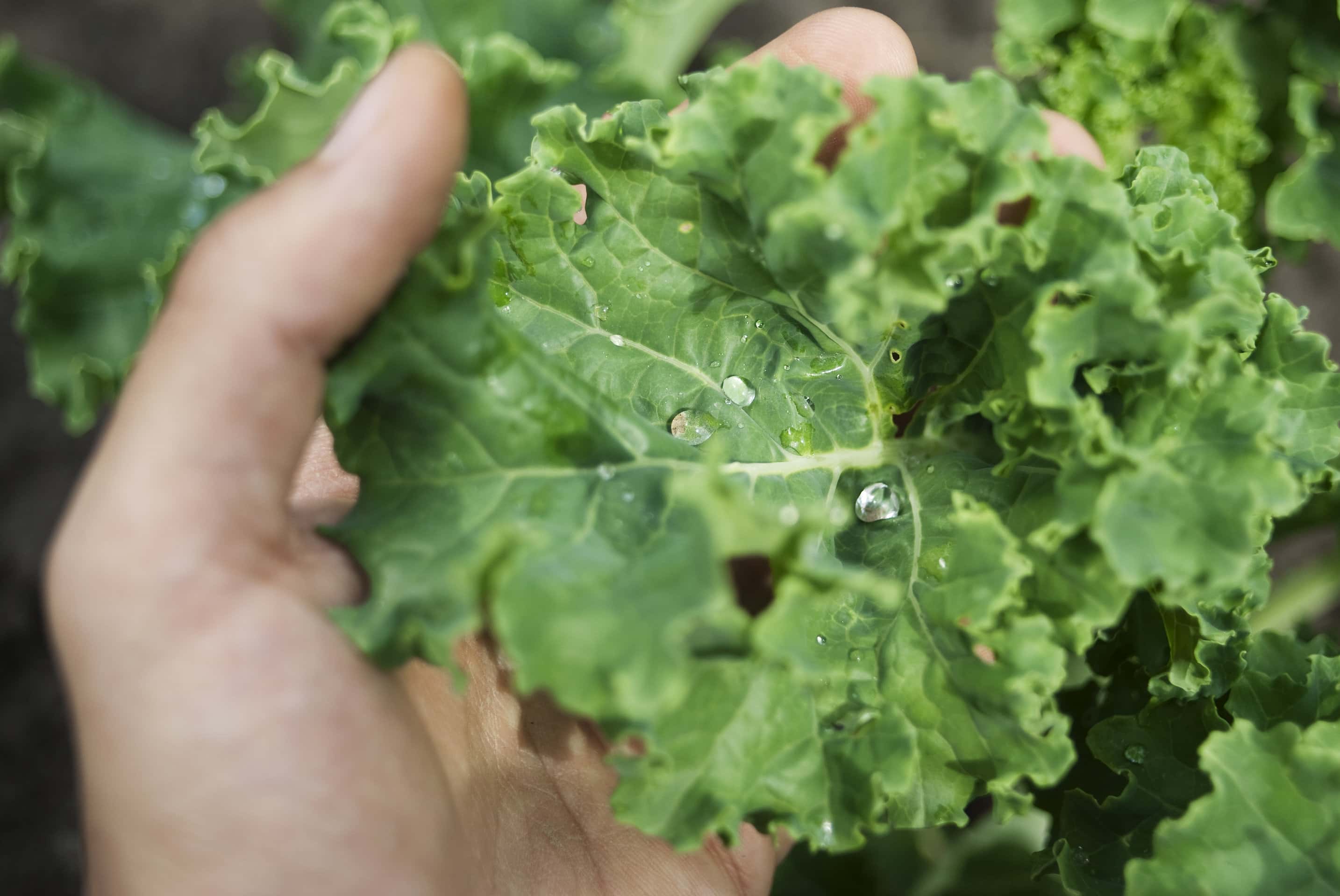 hand holding organic Kale