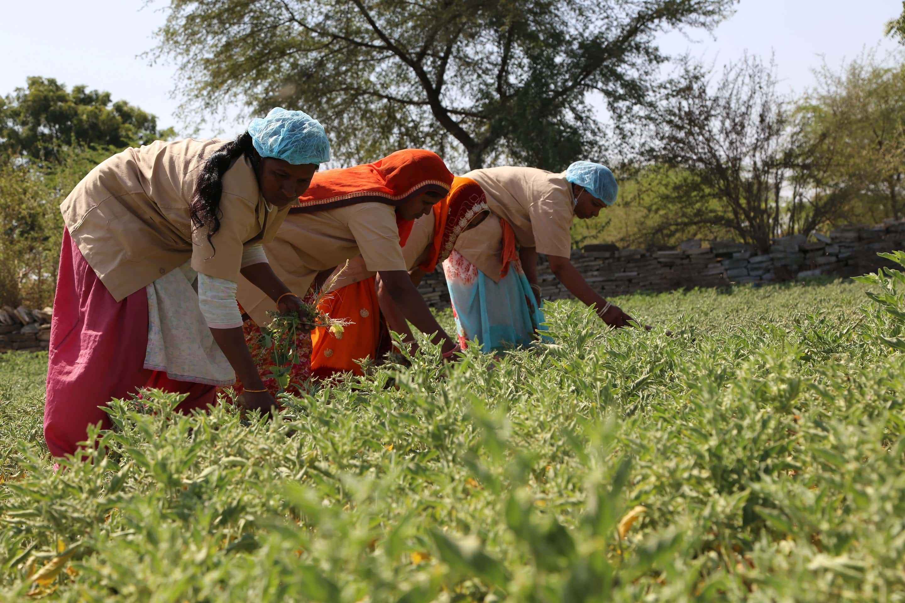women farming Organic KSM-66 Ashwagandha Powder