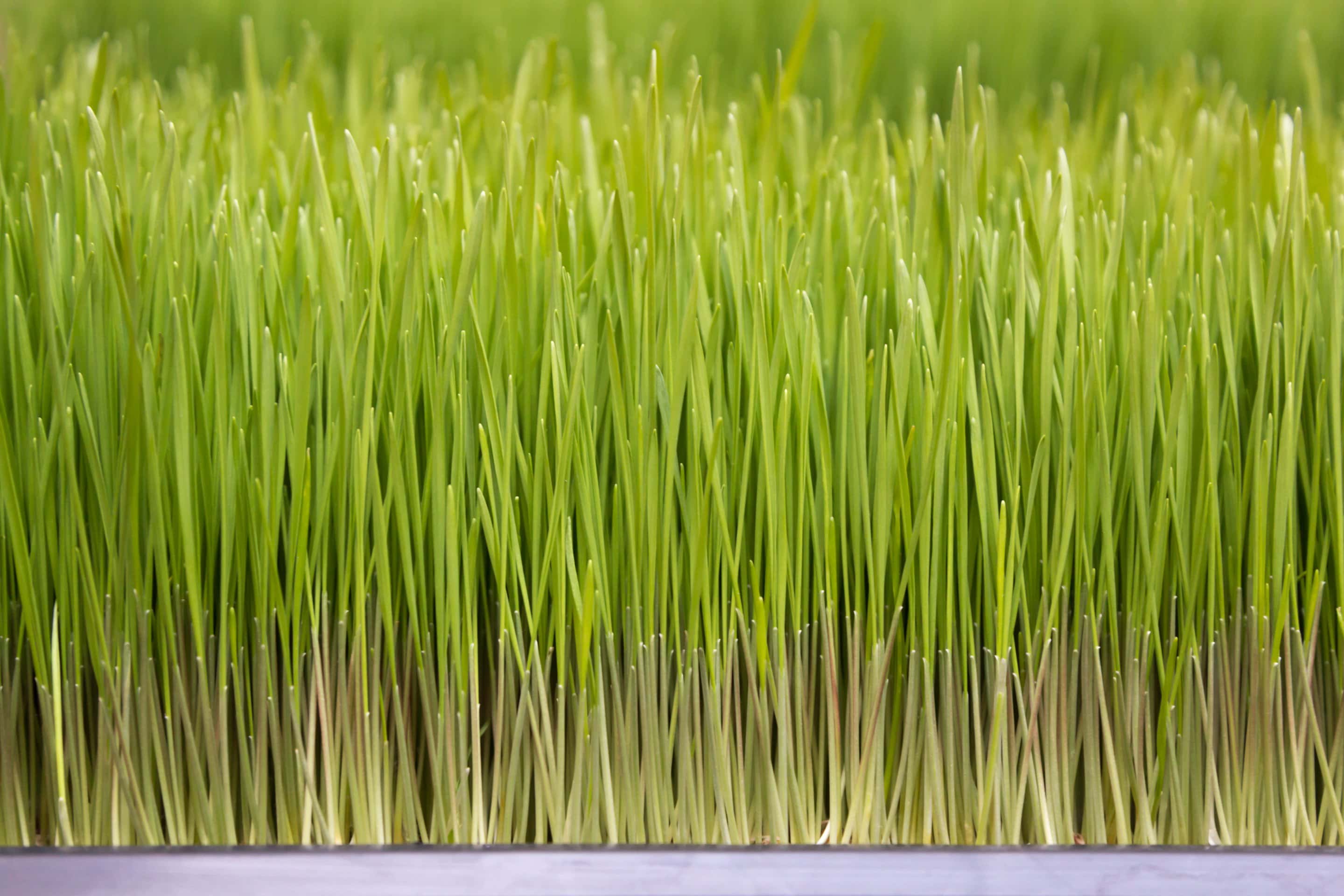 young green wheatgrass